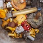 Foodie Travel – 20 Events Celebrating Edible Mushrooms & Truffles