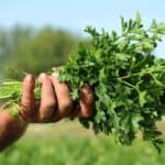 How to Store Fresh Parsley for a Month or More