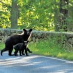20 Cool Things to Do in Shenandoah National Park – Virginia