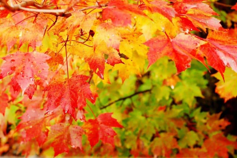 Fall Leaves in Maine Autumn Reds