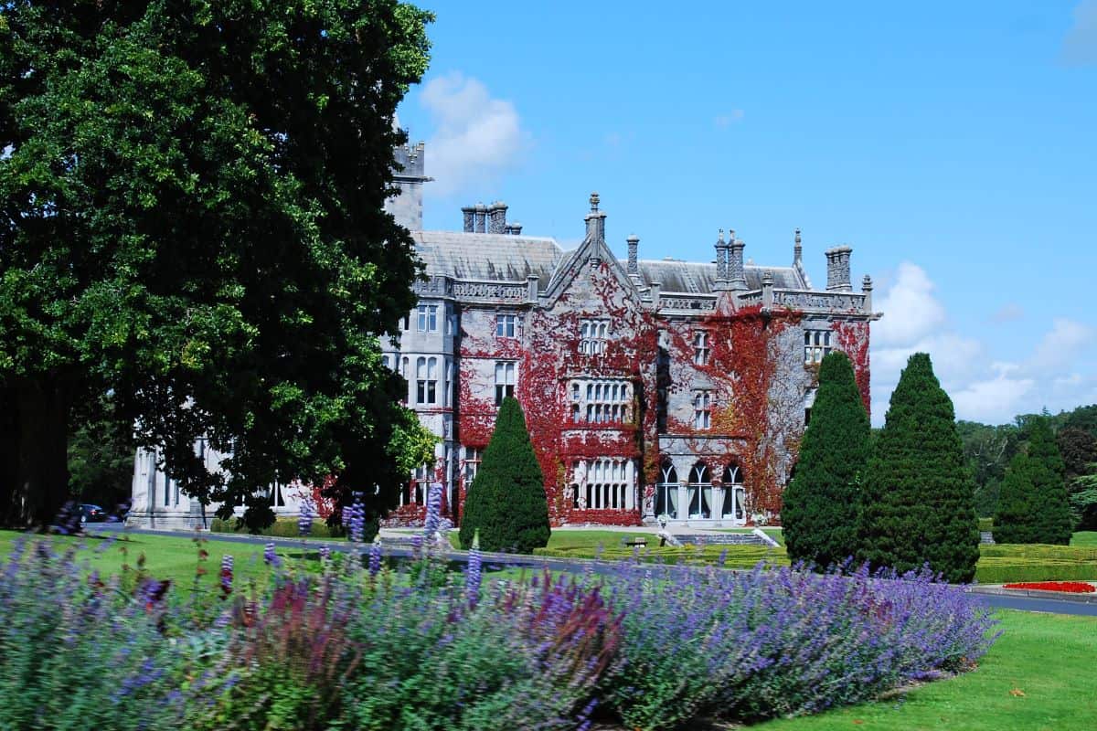 A vibrant image of Adare Manor, a grand 19th-century manor house in Ireland. The manor features ornate Gothic Revival architecture with numerous windows, chimneys, and intricate stone carvings. It is partially covered in red ivy, which adds a touch of natural red and green hues to the grey stonework. In the foreground, there are well-manicured gardens with an array of purple flowers and neatly trimmed conical shrubs lining a lush green lawn. A large tree with dense foliage is on the left side of the frame, contributing to the estate's serene and aristocratic ambiance under a bright blue sky dotted with clouds.