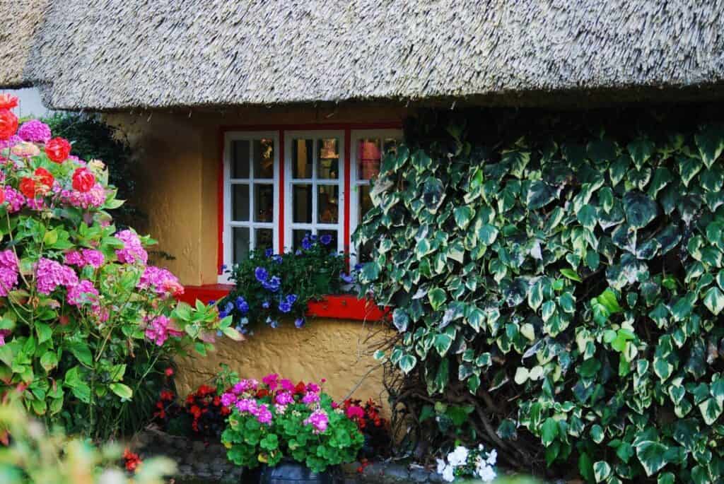 A close-up view of a quaint cottage with a thatched roof. The walls are painted in a warm yellow hue, and there is a window with white frames and panes. A variety of colorful flowers, including reds, pinks, whites, and purples, are blooming in the window box and around the base of the cottage. The roof is overgrown with green moss or lichen, adding to its rustic charm. Ivy climbs up one side of the wall near the window, contributing to the picturesque quality of this scene. Adare, Ireland was one of the best travel deals we found. What a gorgeous place.