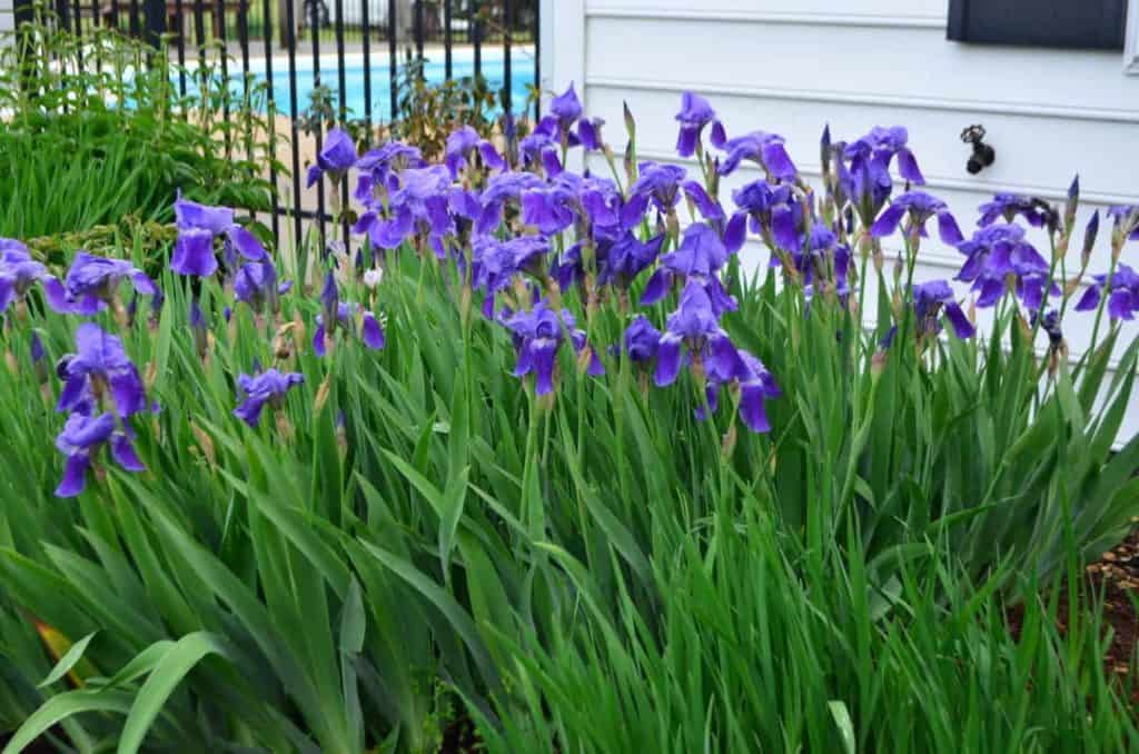 Irises at the Isle of Wight Historic Garden Tour