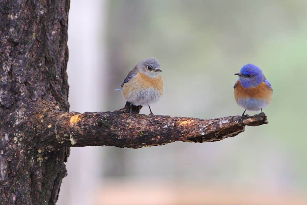 Bluebirds on a branch at the Grand Canyon