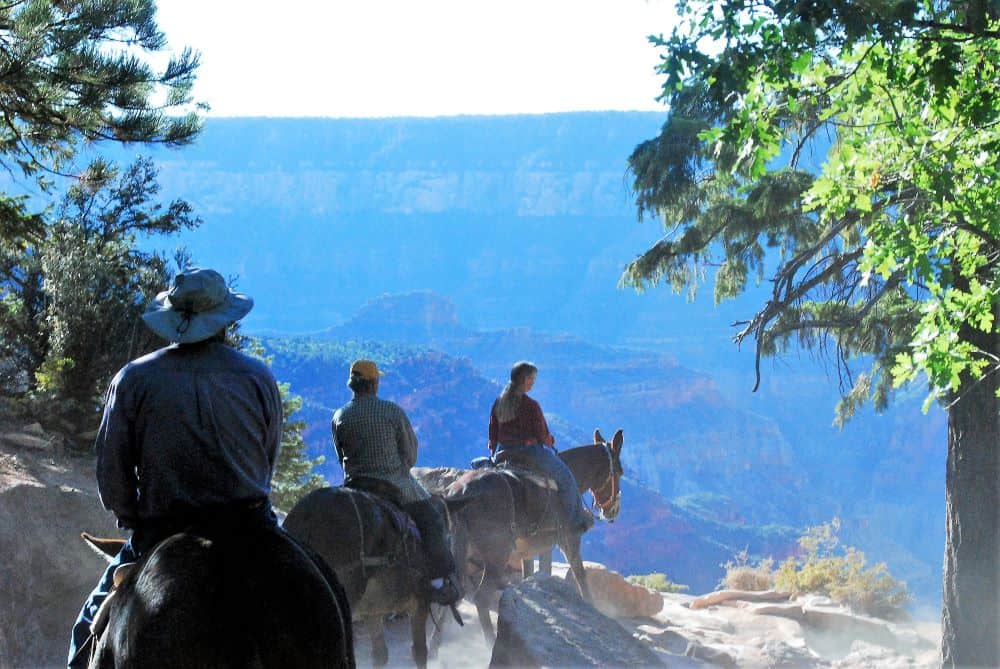 Three people riding mules with the Grand Canyon in the background.