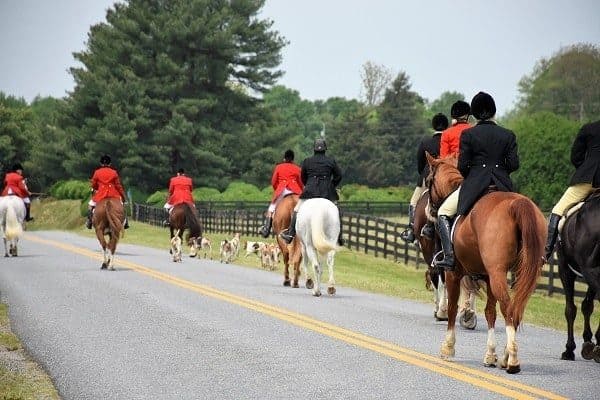 fox hunting horses and riders near Chases End, Fredericksburg, Virginia