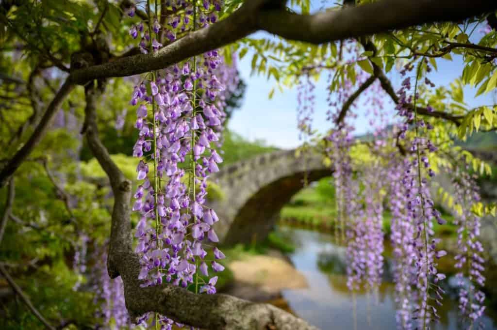 wisteria flowers hanging from vine staycation
