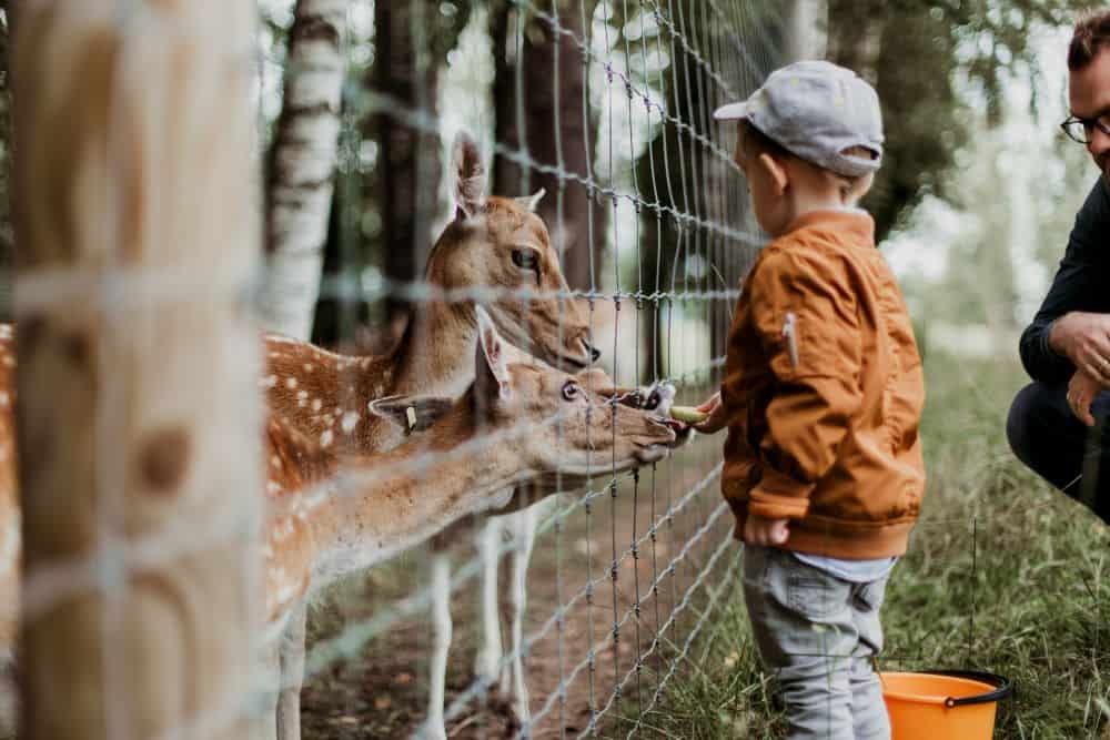Boy feeding deer at a zoo - staycation idea