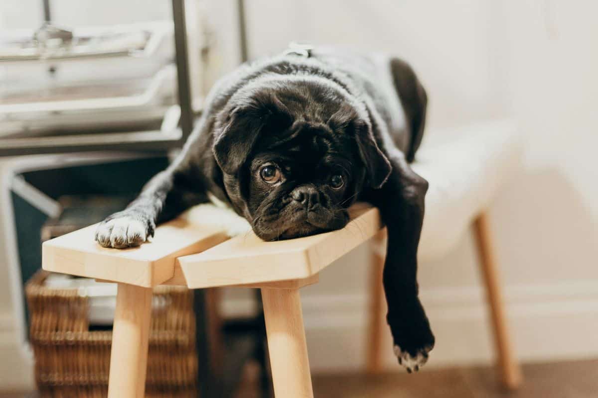 A black pug dog lies on a small wooden bench with its head resting on the edge, looking directly at the camera. The pug’s expression suggests it might be feeling bored, There's a softly blurred background.