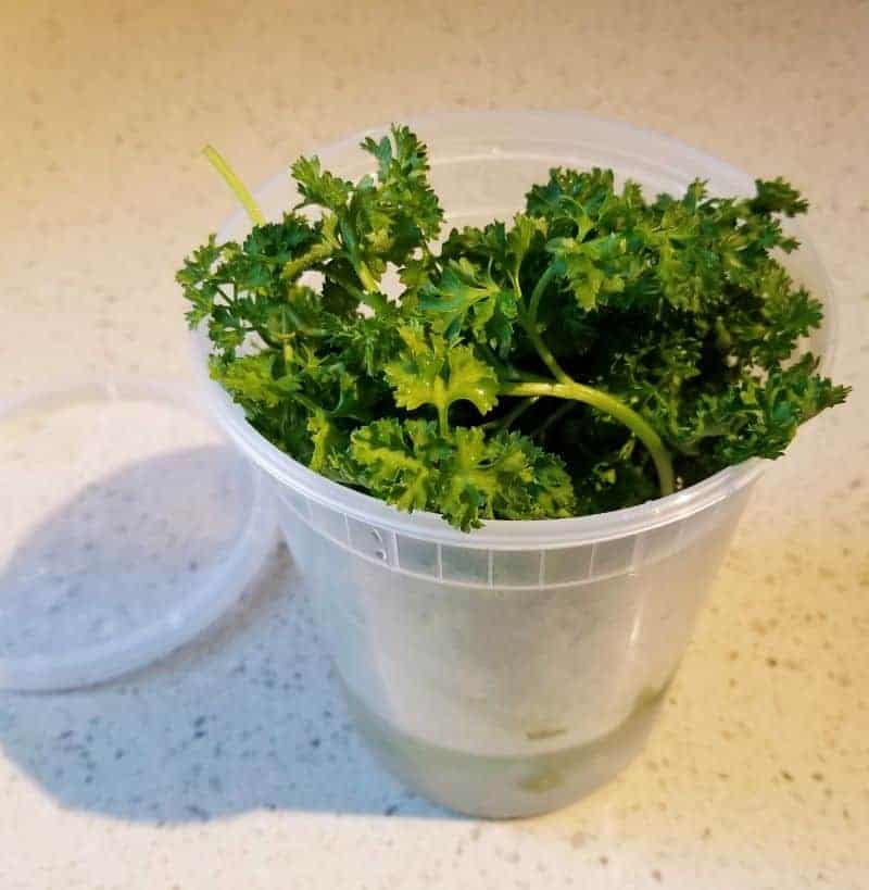 Parsley in plastic container