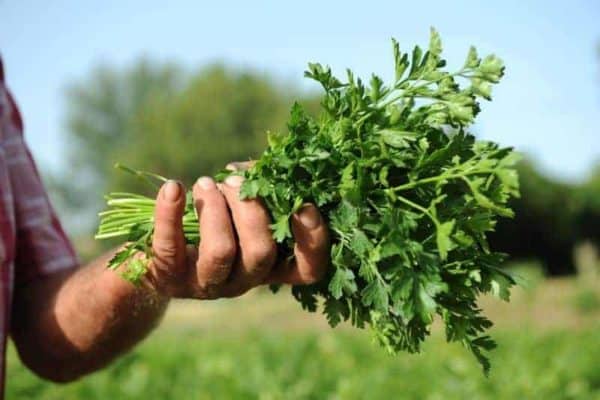 fresh parsley from the farm