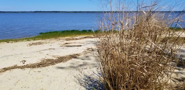 Blue water of York River and a grassy, sandy shore at Fossil Beach in Virginia