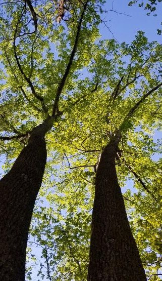 A Day in the Life of York River State Park: Woodstock Pond Trail - State  Parks Blogs