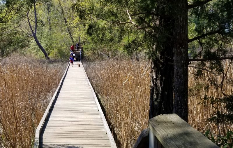 People walking their dog on a wooden board walk over a marsh at York River State Park, VA