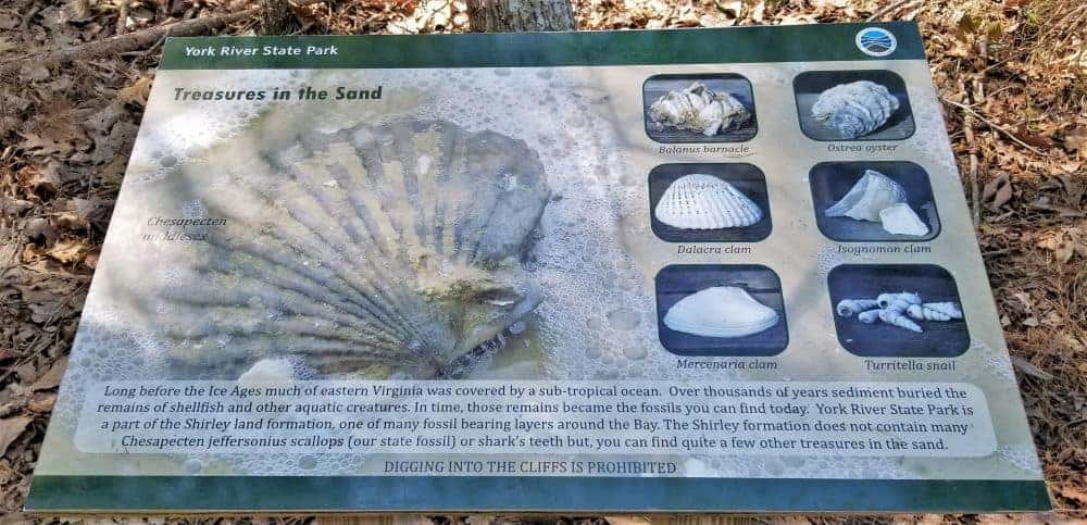 A plaque talking about the many Fossils can be seen at Fossil Beach - but don't take them home from York River State Park - Virginia