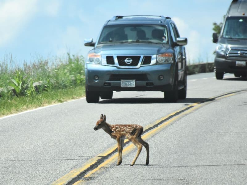 Baby Deer Crossing the Road at Shenandoah National Park