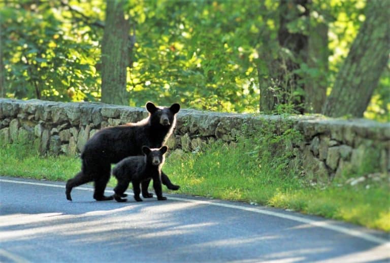 Mother bear and cub in Shenandoah National Park
