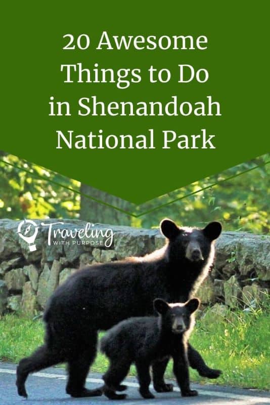 A mother black bear with her cub crosses the road. the words say: 20 Things to do in Shenandoah National Park 