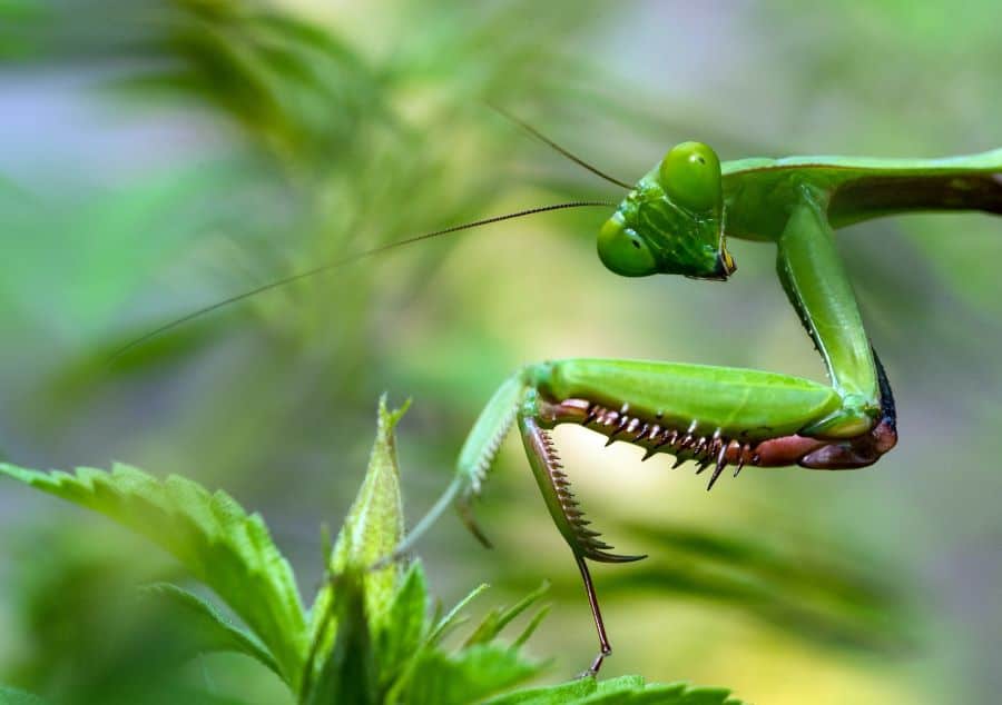Praying Mantis - K-state Insect Zoo