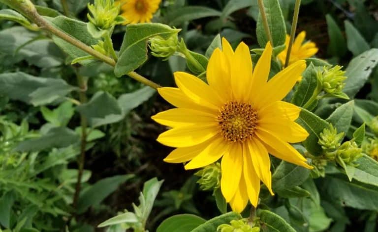 Sunflower in Kansas