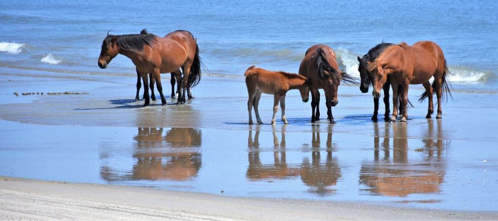 Wild Horses of the Outer Banks