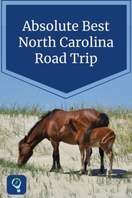 Outer Banks Wild Horses - North Carolina Road Trip