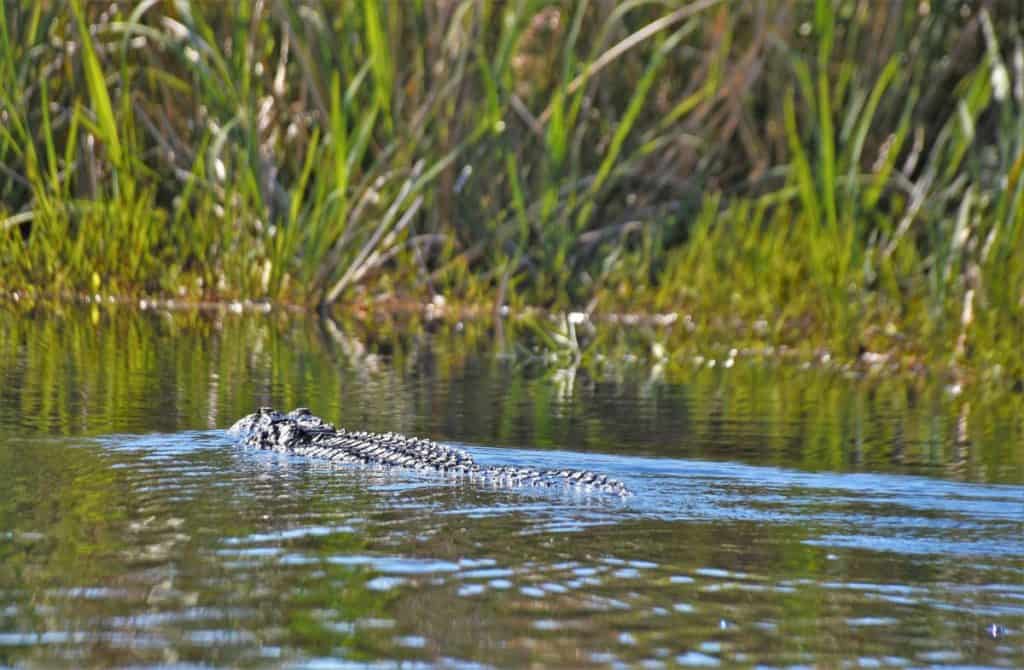 American Alligator in the water at Alligator River National Wildlife Refuge