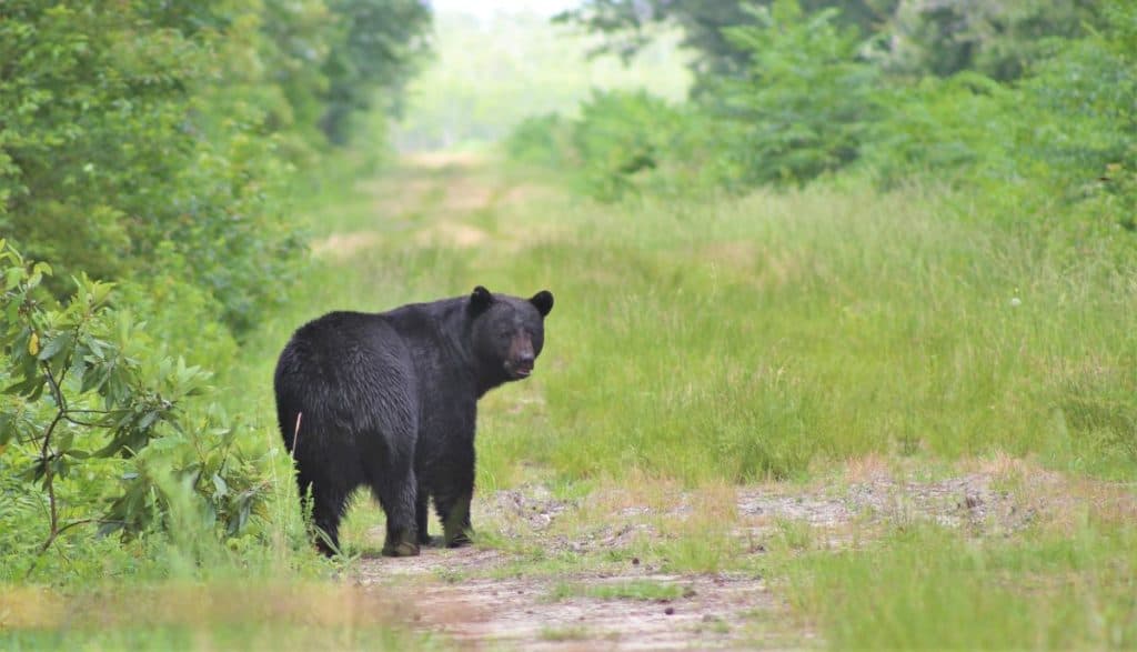 Black bear looking back - photo credit Nathan Lawrenson