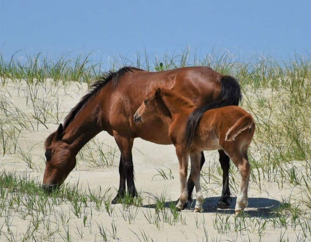 Corolla wild horses mare and foal standing on sand dune