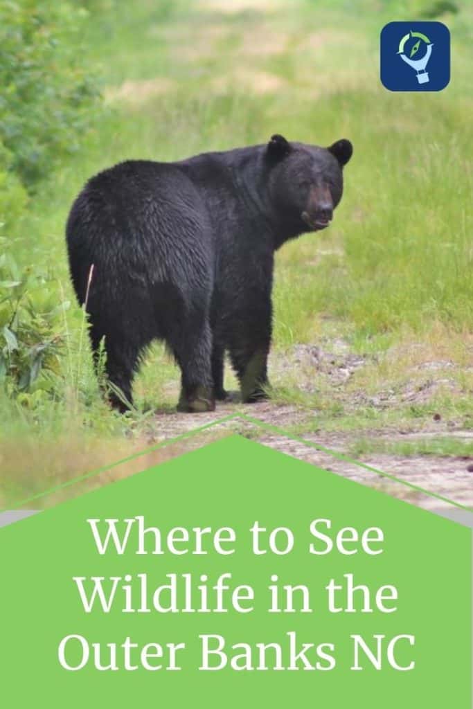 Black bear in North Carolina - wildlife