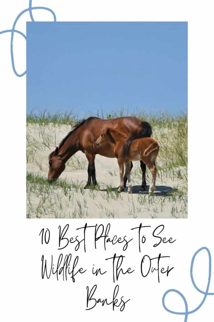 Wild horse mare with her foal eating grass in the Outer Banks