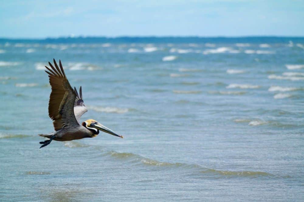 pelican flying over the ocean - outer banks