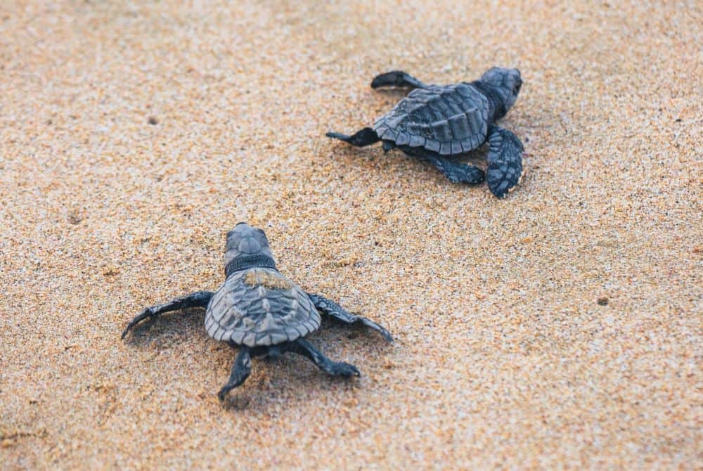 Baby sea turtles heading for the water in the Outer Banks