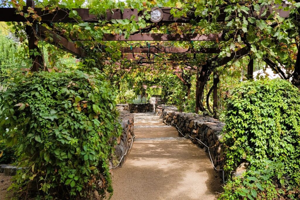 A shaded walkway at Page Springs Cellars winery in Cornville, Arizona, with a stone path lined by lush, green vines and a wooden pergola overhead. Perfect stop on a USA road trip