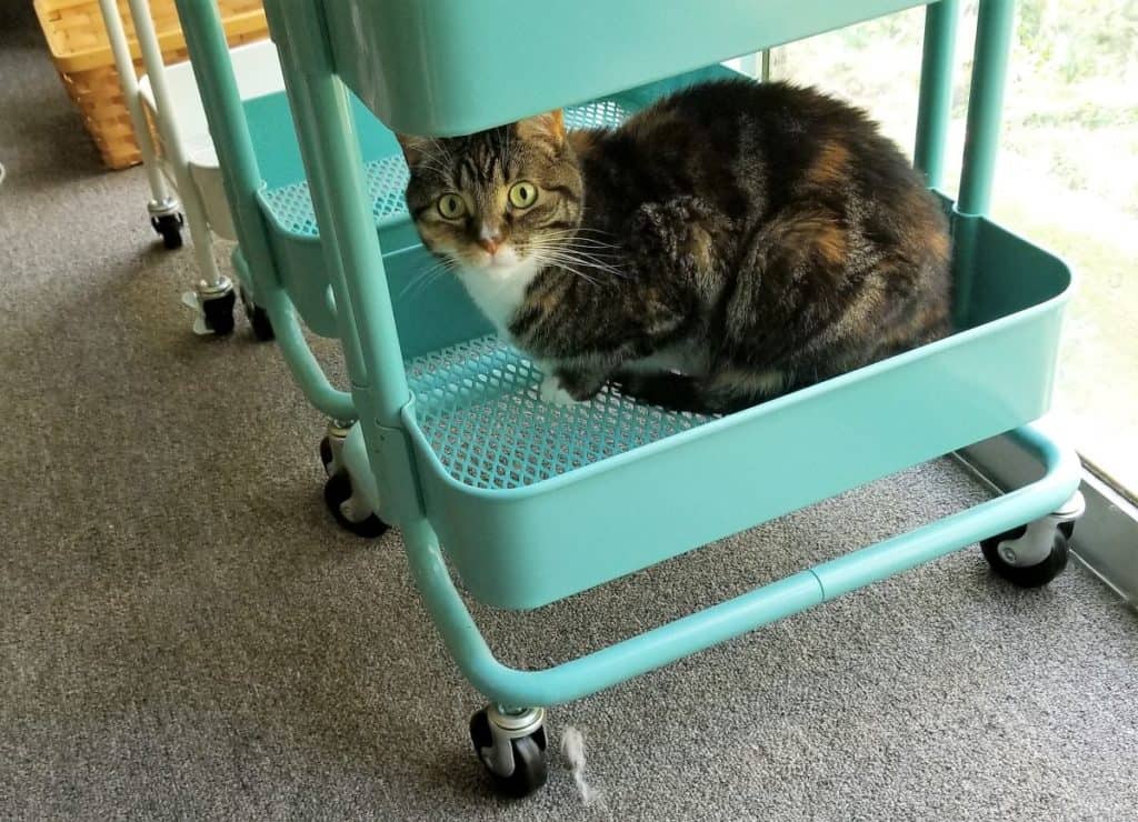 Cat in Metal Rolling Cart