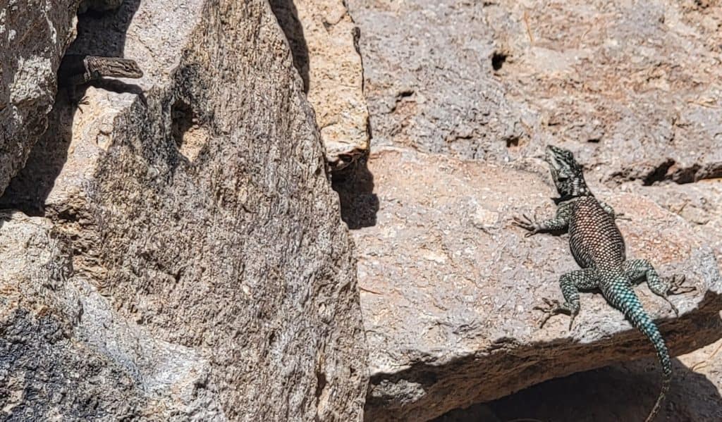 Two Mountain Spiny lizards (possibly parent and child) climbing rocks in Chiricahua National Monument.