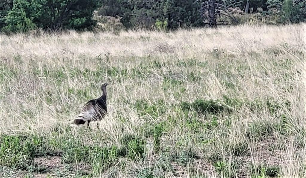 Gould's Wild Turkey in a field