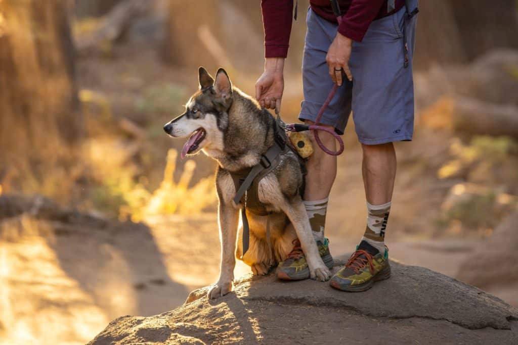 Husky dog sitting at the feet of a hiker in the woods in Arizona national parks