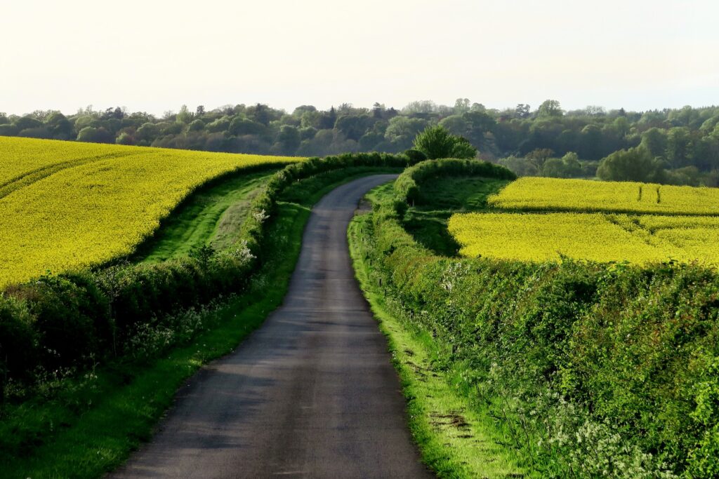 Narrow country lane in England with green hedges and fields on both sides