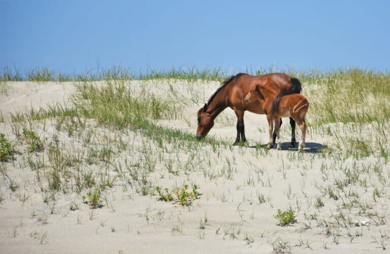 Chesnut brown horse with her foal standing on a sand dune eating grasses. The mare's tail is draped over the foal. Corolla North Carolina