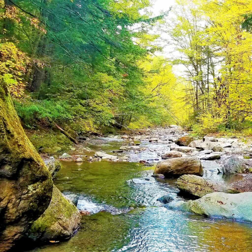 Mountain stream bordered with bright yellow trees in fall. Stowe Vermont