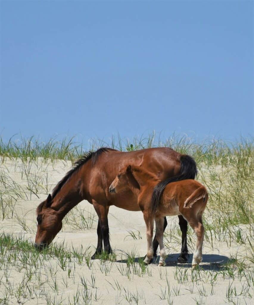 Two Chestnut brown wild horses. A mother and foal eating grass while standing on a sand dune in Corolla North Carolina. The mother's tail is draped over the foal's back.