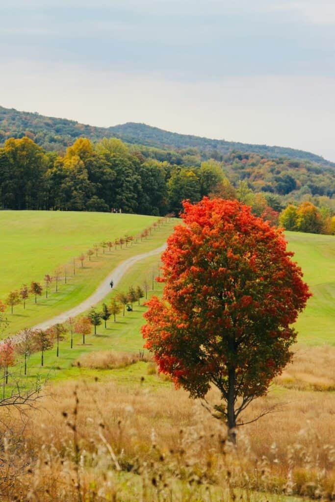 A tall tree with red and green leaves stands in a field. A country road leads past it into the fall-colored hillside in the distance. Photo by Mengwei Lin on Unsplash