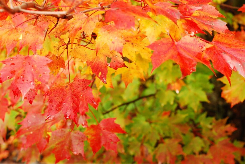 Close-up of fall maple branch with leaves in many shades of red, orange, yellow, and green. Vermont - Northeast Region of the United States