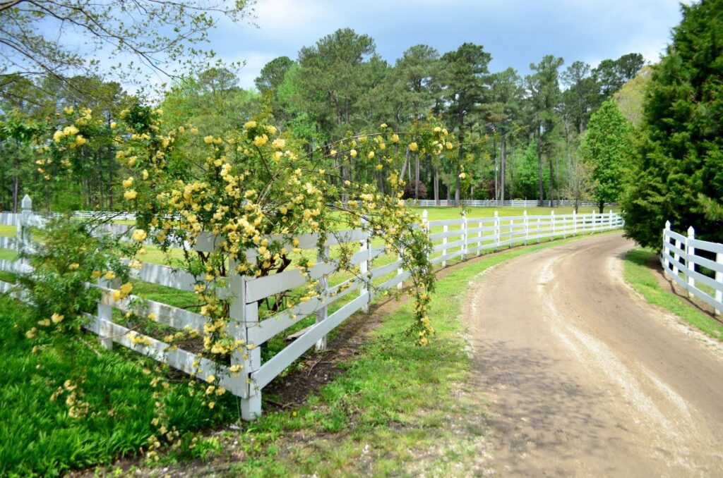 Curving dirt driveway lined with white wood fences.  Yellow Lady Banks rose vines hang over the fence on the left side of the road. Green trees are in the distance. Isle of Wight Virginia