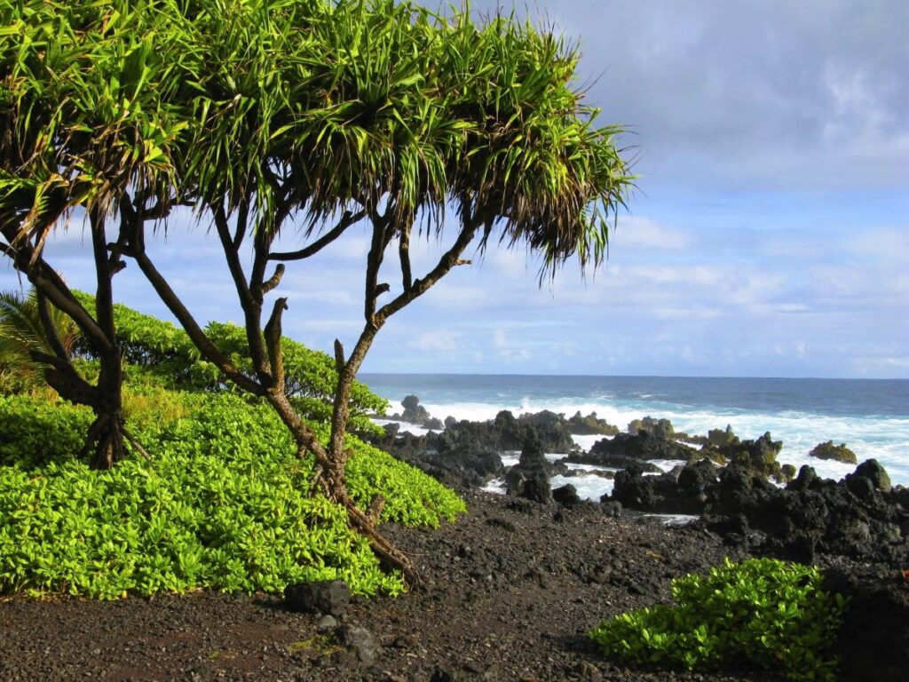 Small tropical trees stand along the shore on the island of Maui. The sand and rocks are black with volcanic lava.