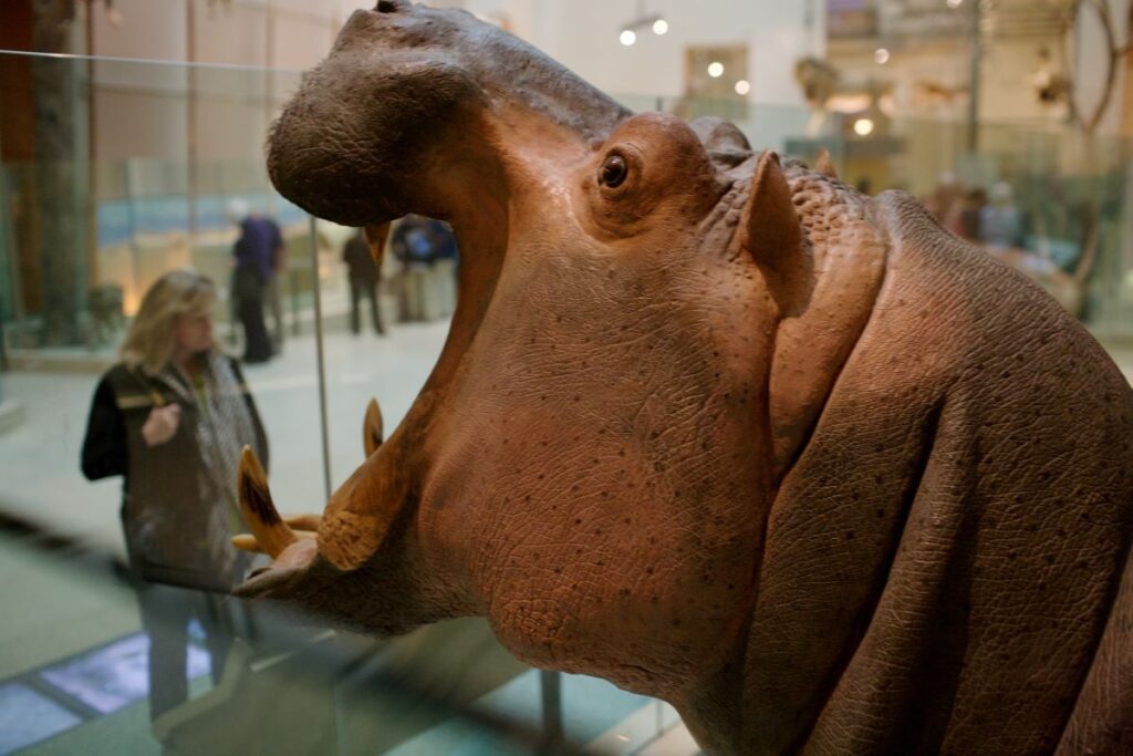 Close-up of a hippopotamus with it's mouth open at the Smithsonian Natural History Museum display in Washington DC. Nancy Hann, a blonde woman stands outside the glass. The angle of the photo makes it look like the hippo is about to eat the woman.