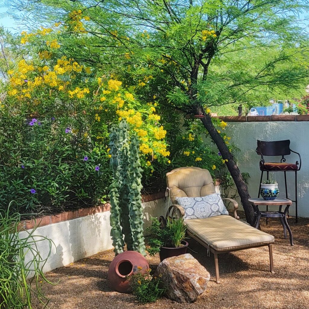 A shady outdoor area in the Southwest U.S. A lounge chair sits in the corner of a yard with cactus and desert-friendly plants and flowers behind it. A white stucco wall is behind it.