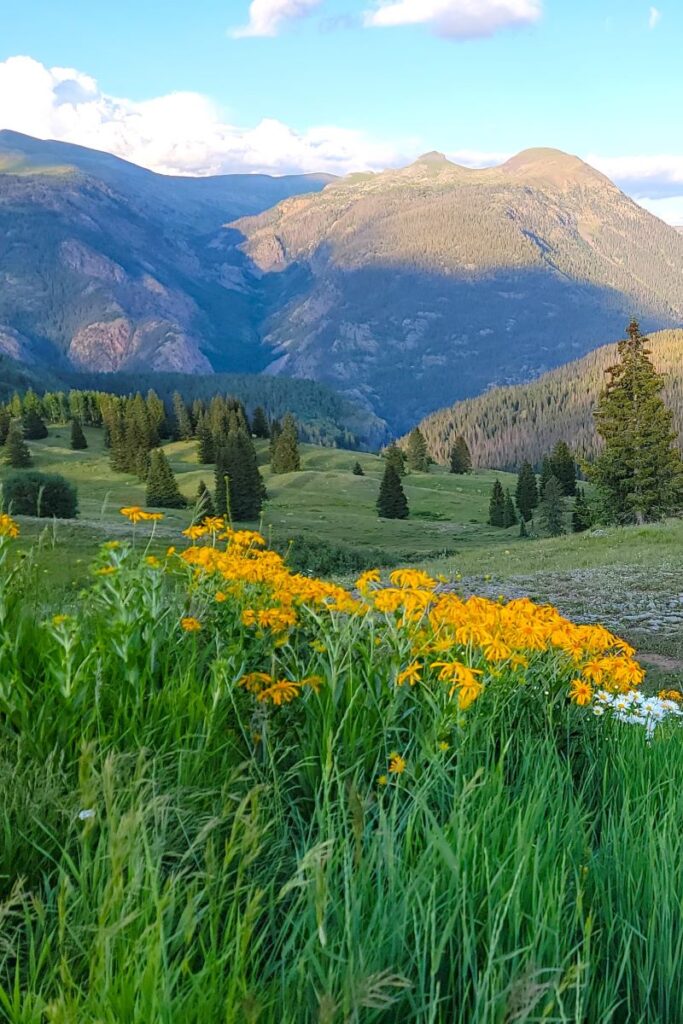 View of Molas Pass in southwestern Colorado, featuring a vibrant field of yellow wildflowers in the foreground, with rolling green hills and evergreen trees below towering mountain peaks in the background under the blue sky with shadows cast by the setting sun.