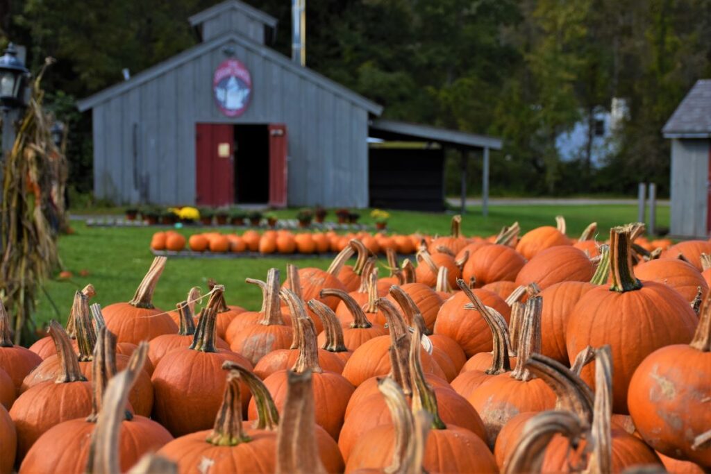 Dozens of ripe orange pumpkins sit on a lawn in front of a gray barn with the red doors standing open. Visiting a pumpkin patch is why October is the best time to travel